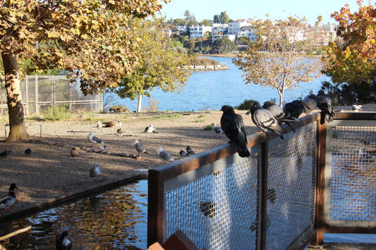 Oakland Good News & Bad News