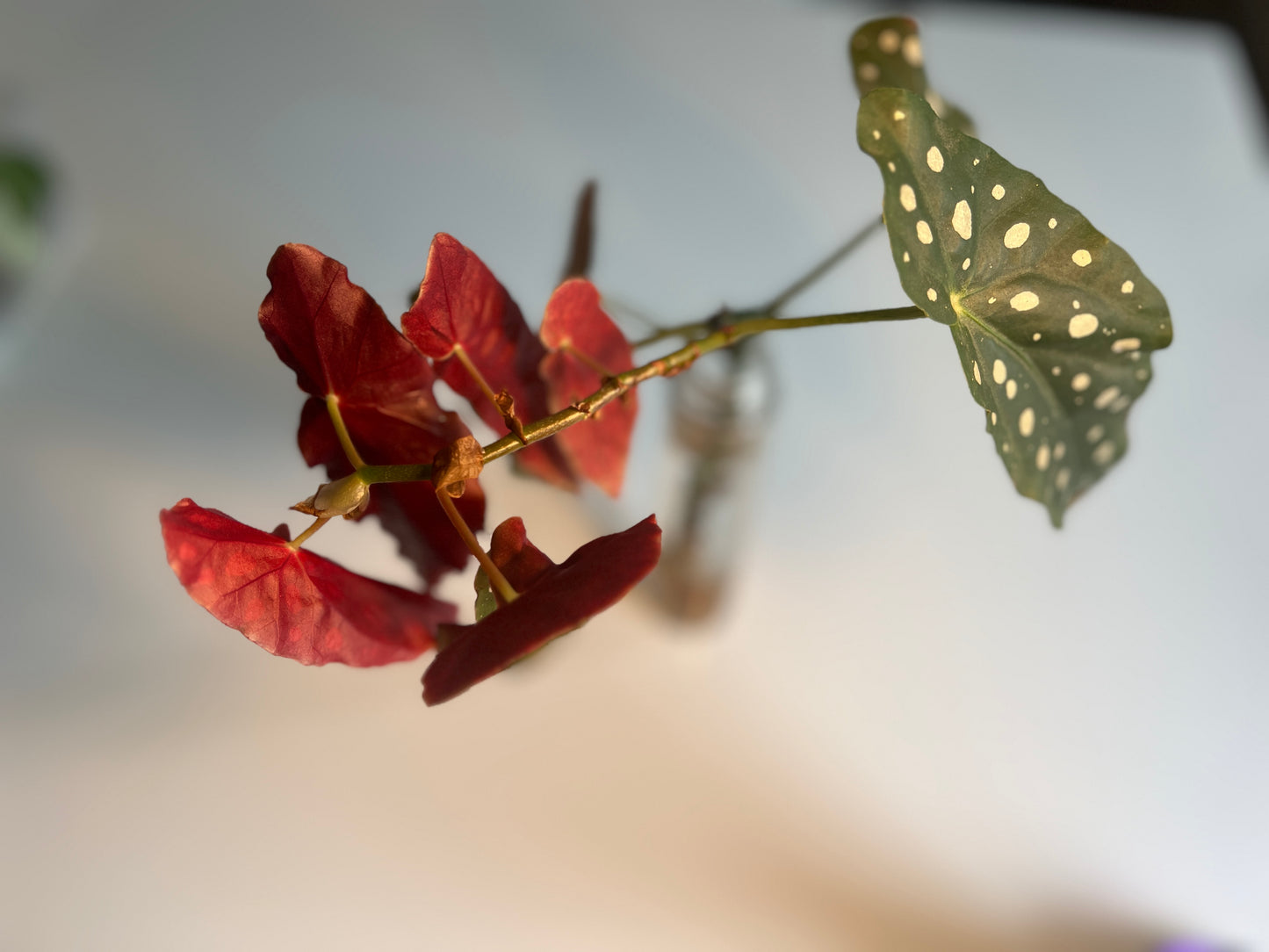 Large Red Begonia Maculata