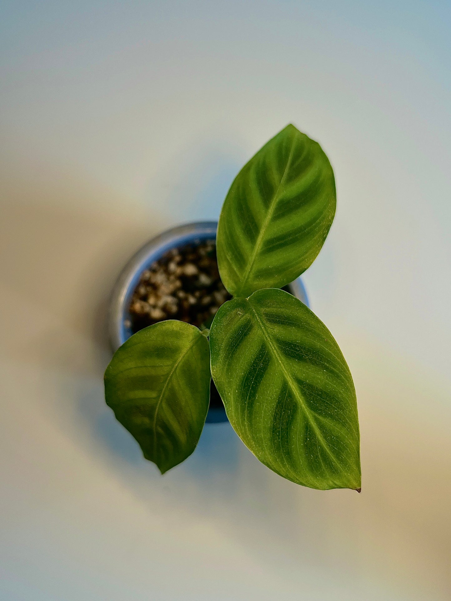 Zebrina Prayer Plant