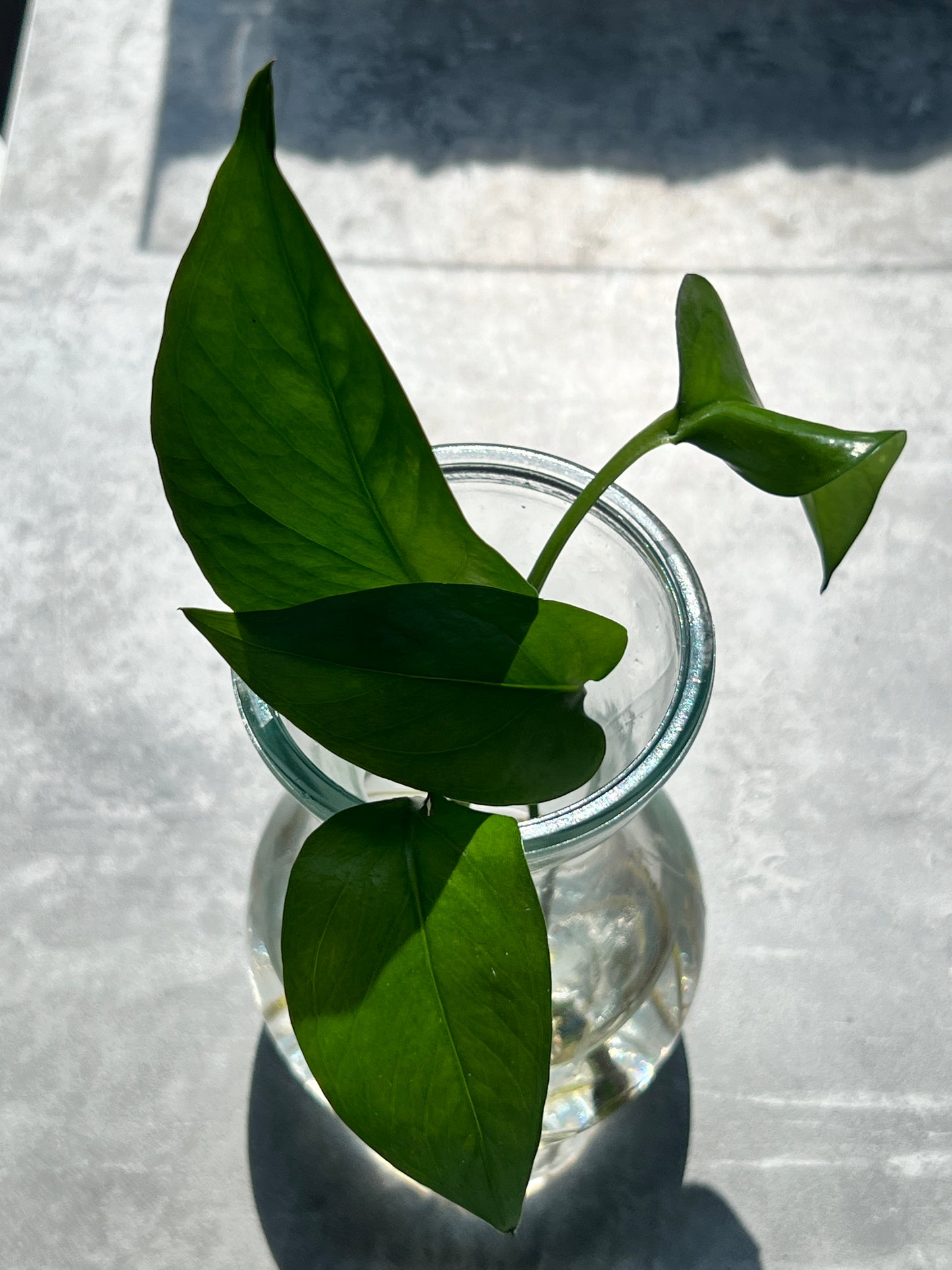 Golden Pothos (Tongavines)