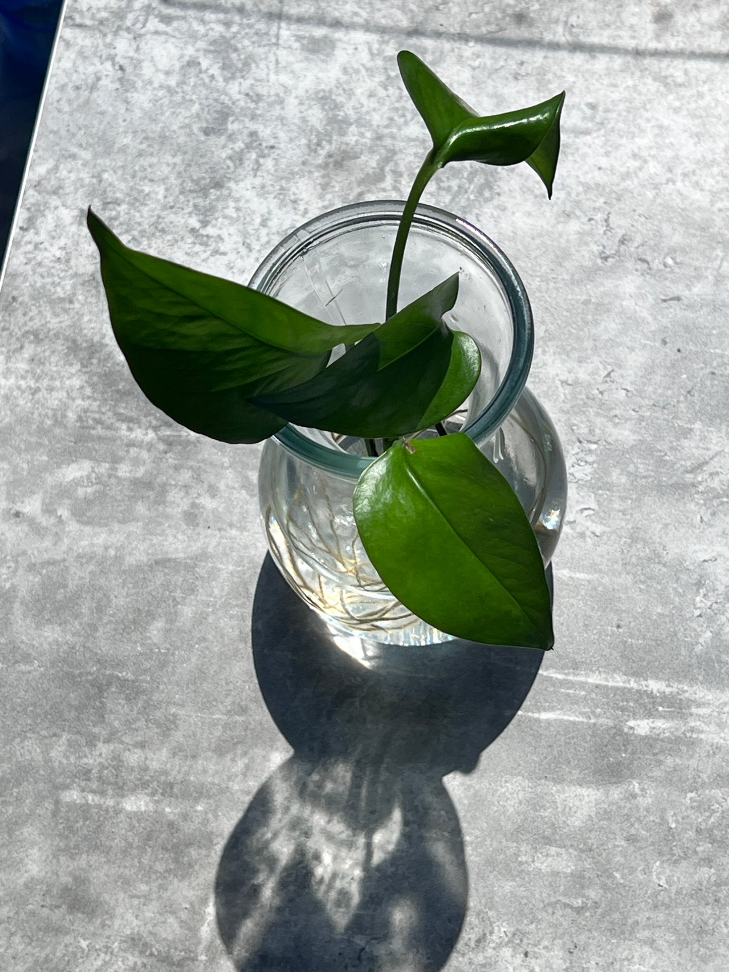 Golden Pothos (Tongavines)