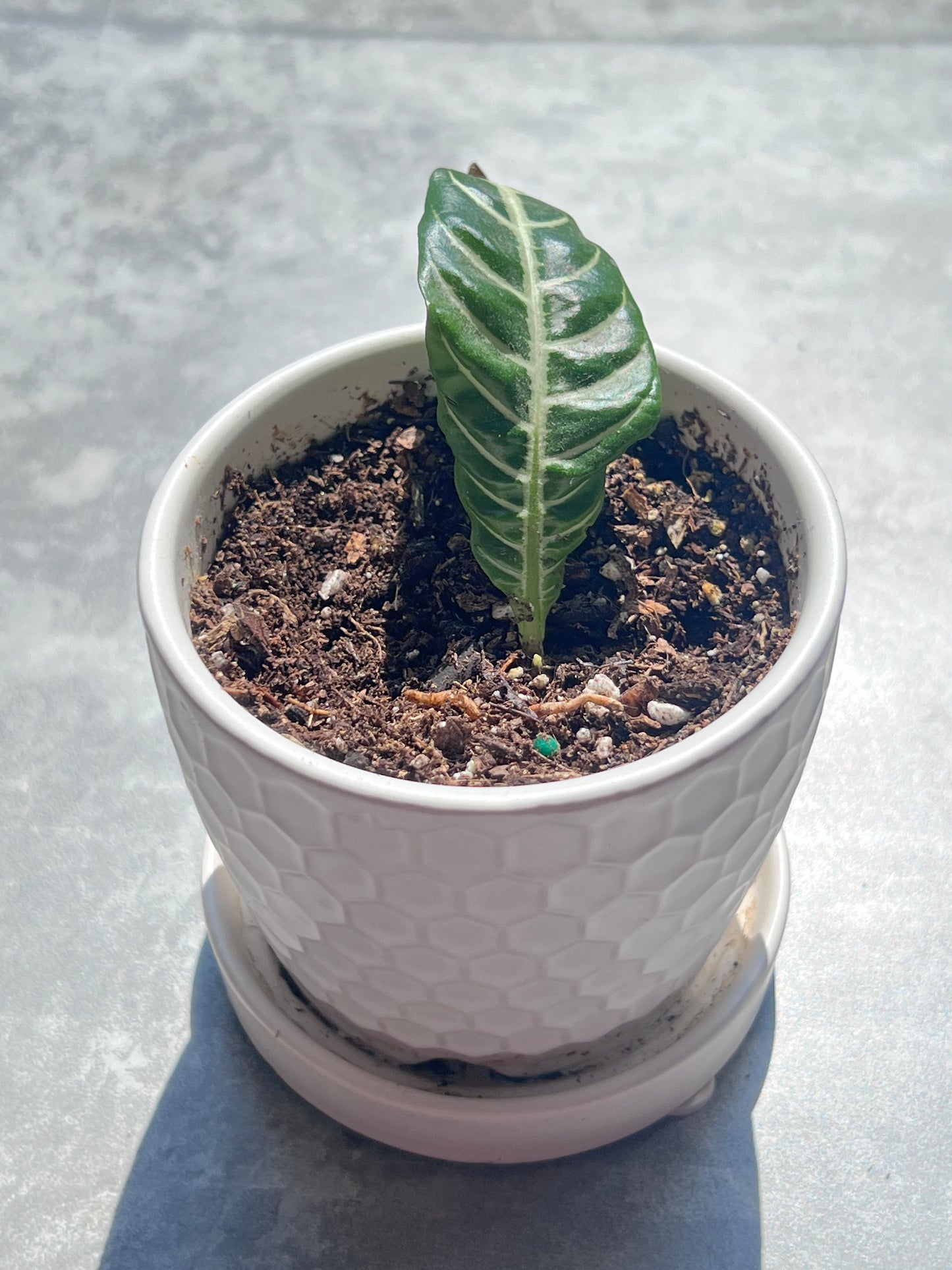 Zebra Plant ( goeppertia zebrina)