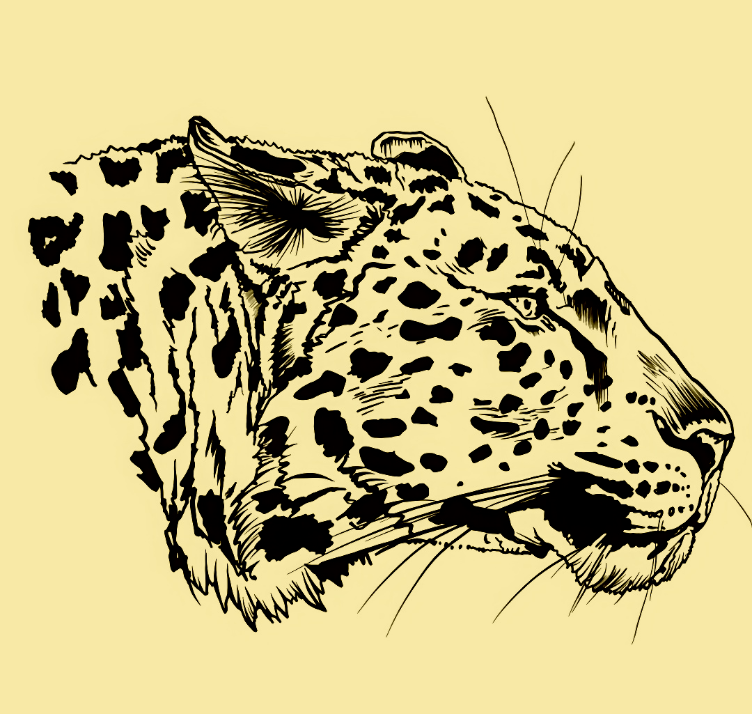 Jaguar Print